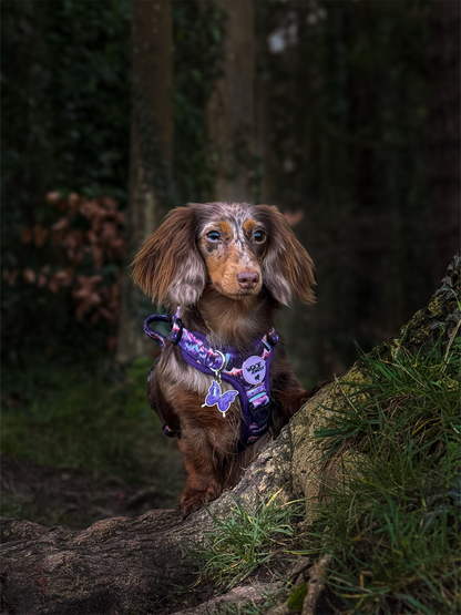 Daybreak Explor-Air Dog Harness