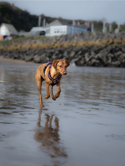 Daybreak Explor-Air Dog Harness