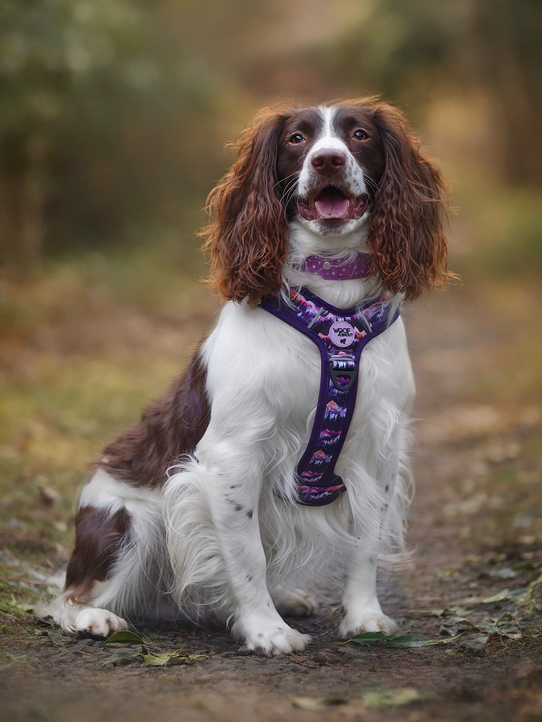 Daybreak Explor-Air Dog Harness