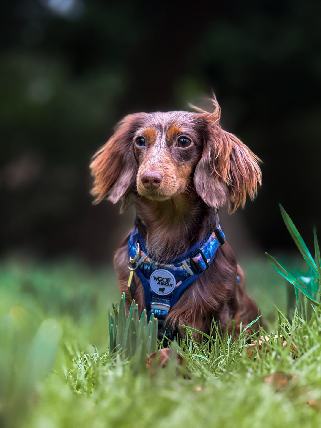 Nightfall Explor-Air Dog Harness