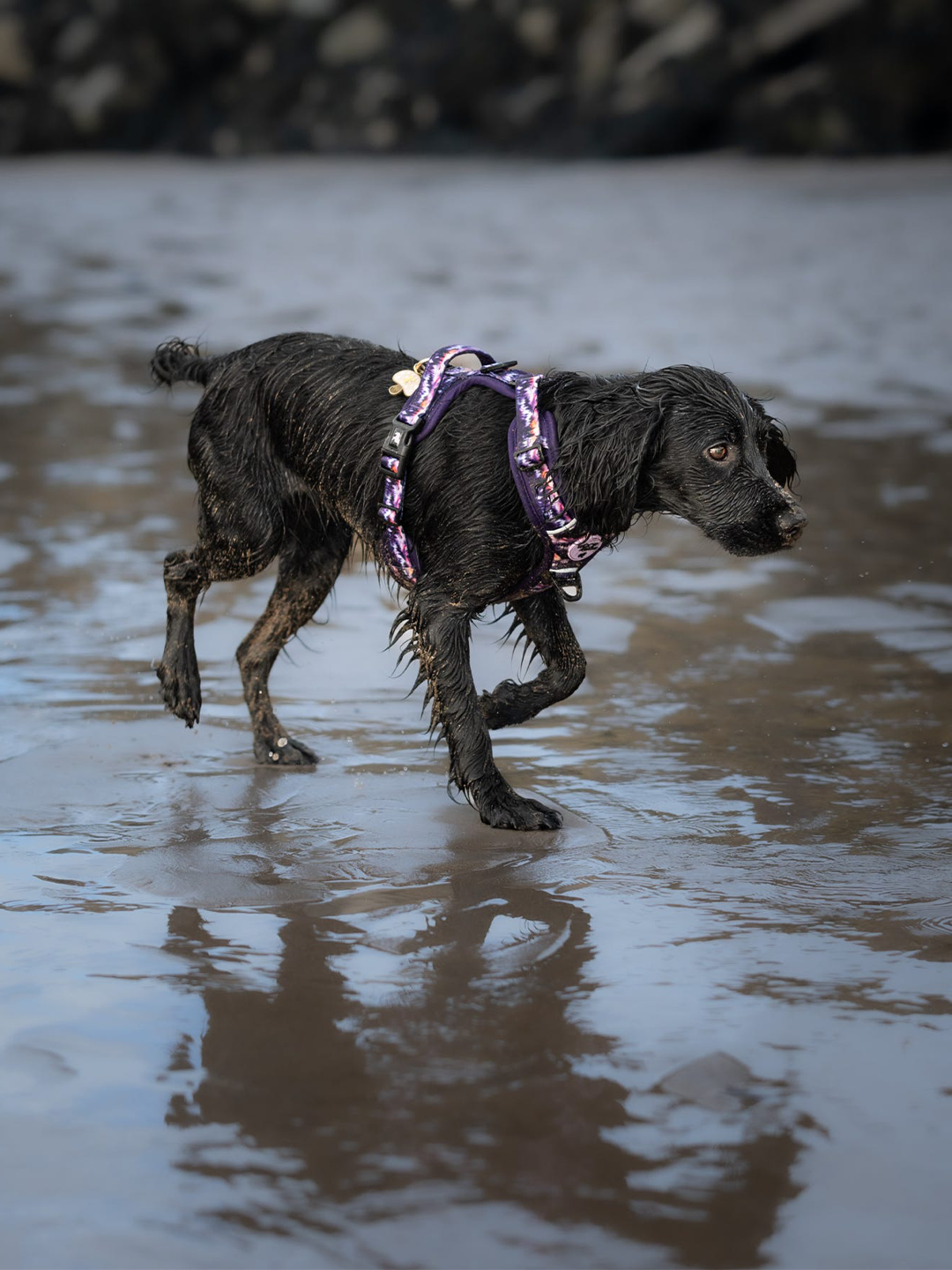 Daybreak Explor-Air Dog Harness