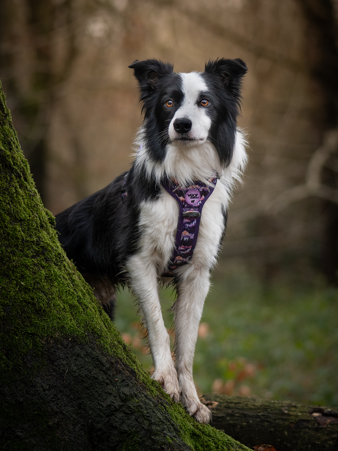 Daybreak Explor-Air Dog Harness