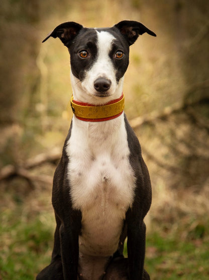 Luxury Biothane hound collar with phoenix design, Gojiberry backing and antique gold hardware