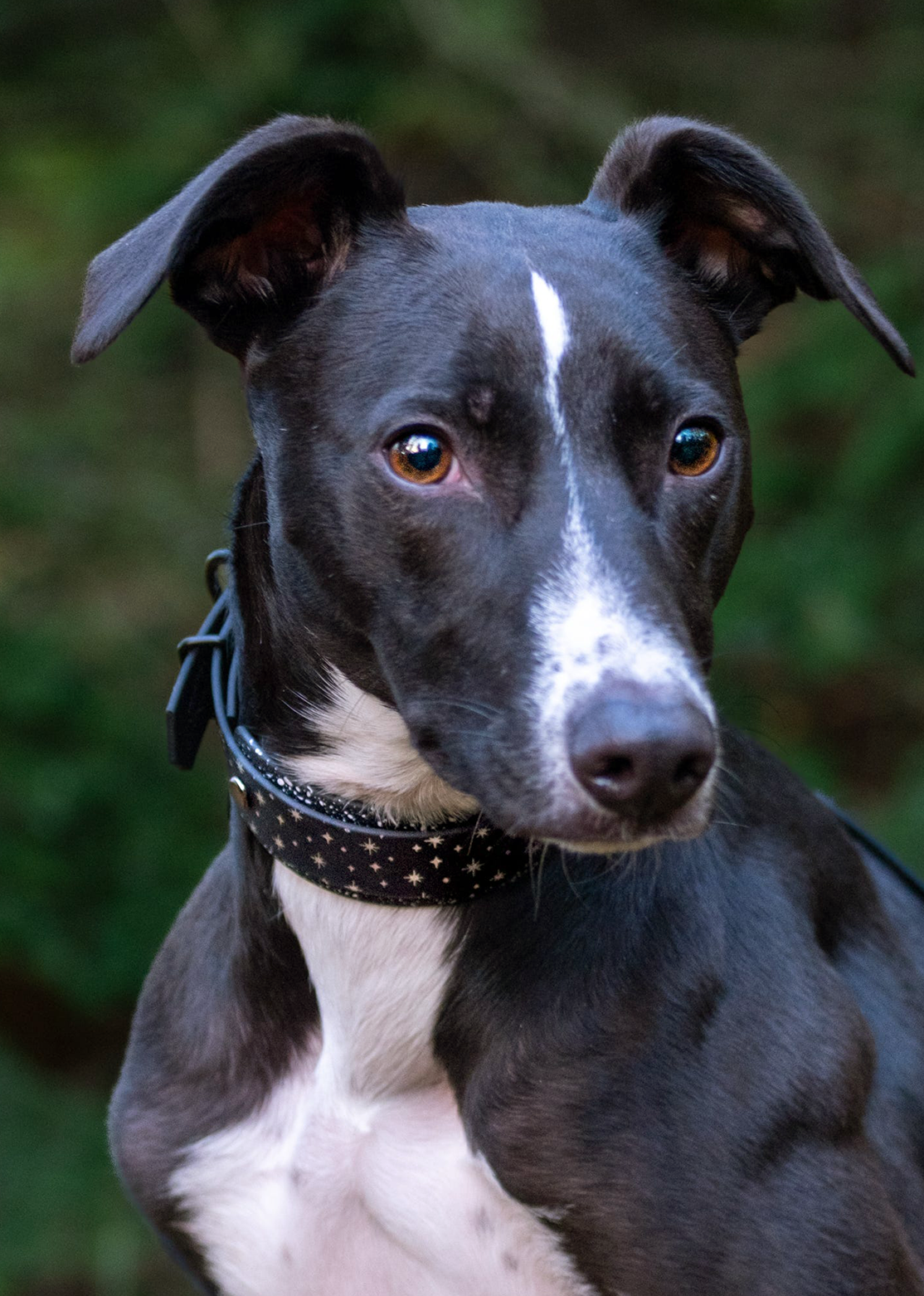 Starlight (Eclipse) - Embossed Hound Collar