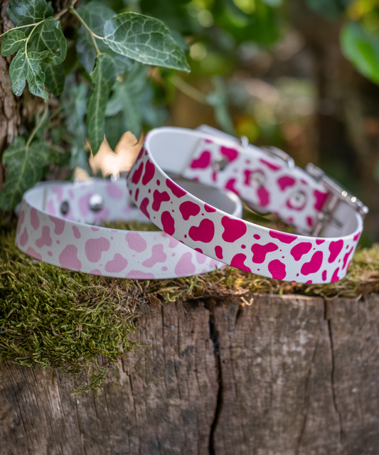 Yee-Haw! - Explorer Collar