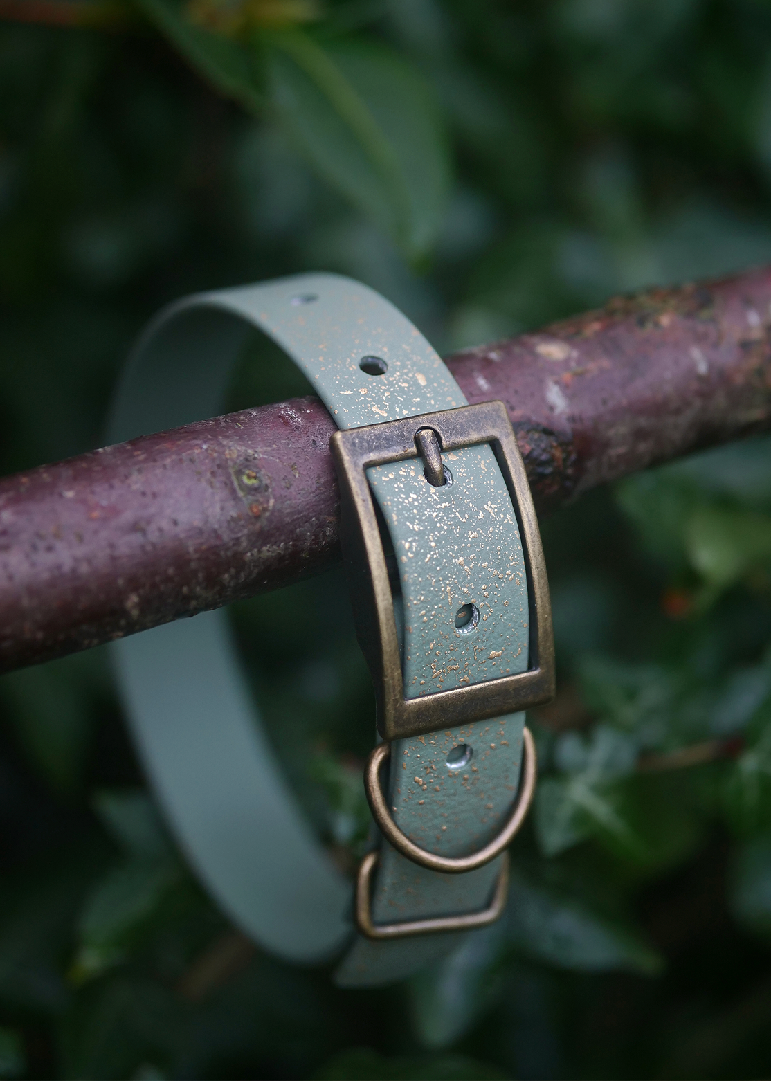 Bracken - SS Explorer Collar