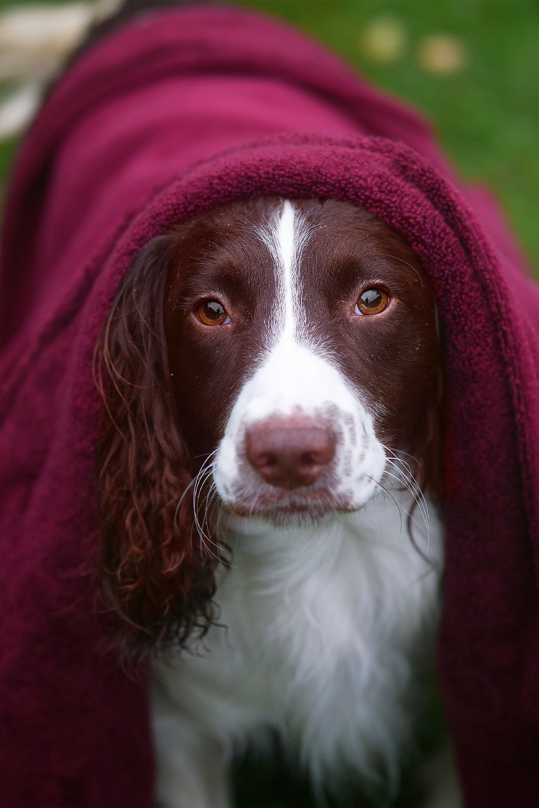 Merlot Luxury Dog Towel