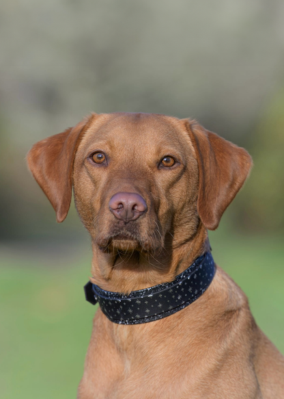 Starlight (Eclipse) - Embossed Hound Collar