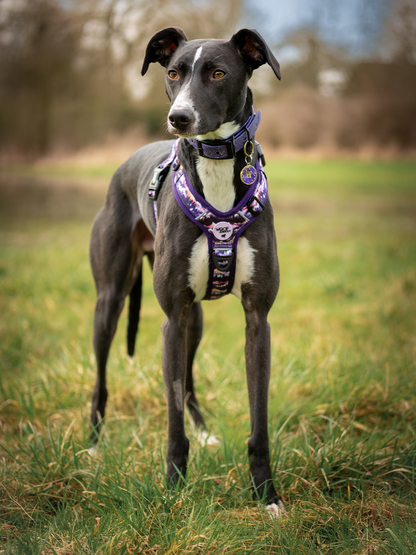 Daybreak Explor-Air Dog Harness